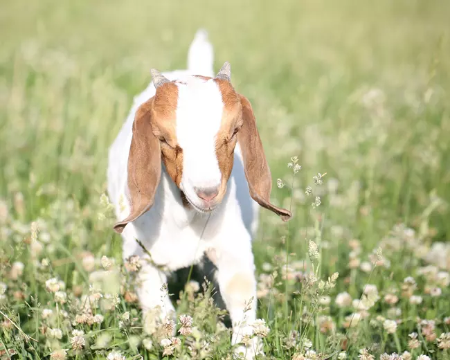 Baby goat