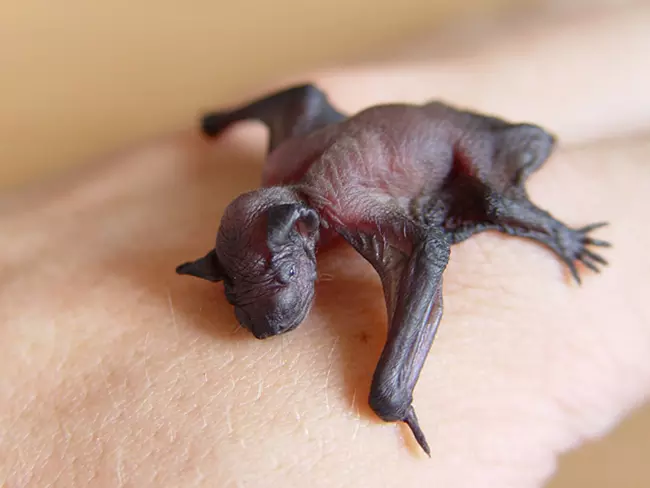 Baby bat