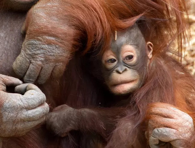 Baby Orangutan