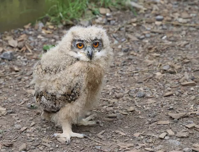 Baby owl