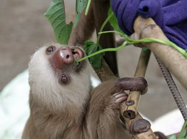 Baby sloth