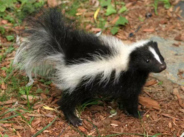 Baby skunk