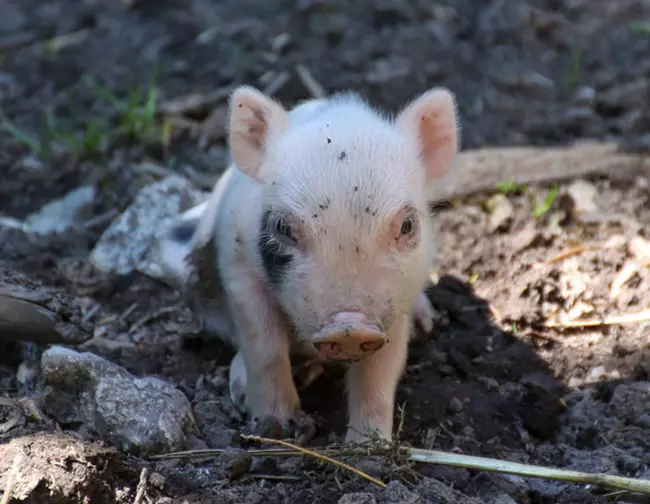 Baby pig