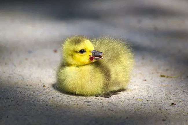 Baby goose