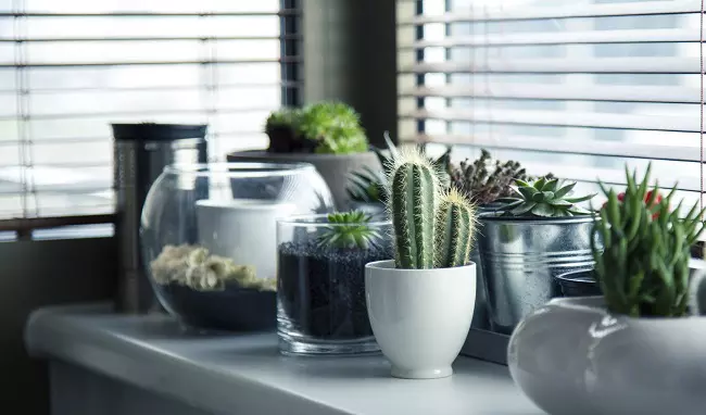 Houseplants in the window