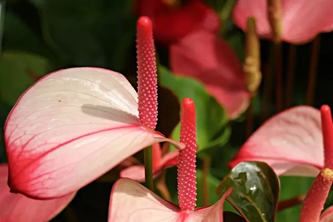 Flamingo lily