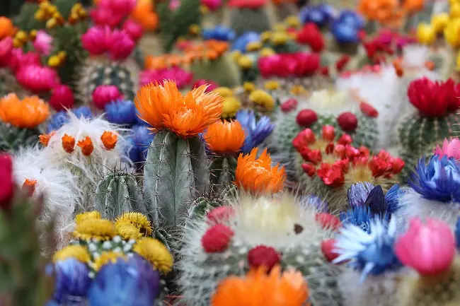 Succulents in bloom