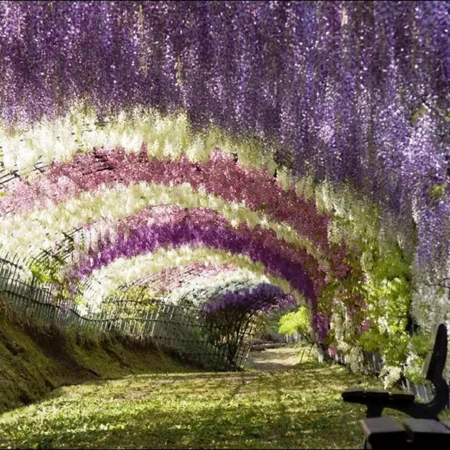 Kawachi Fuji Garden