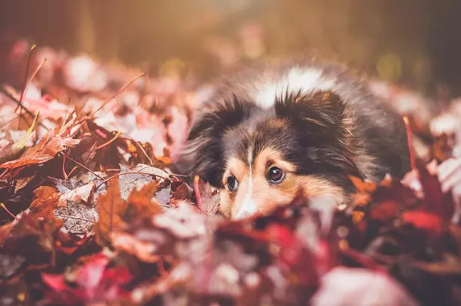 Dog in a leaf pile