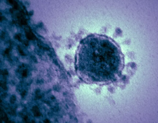 Coronavirus