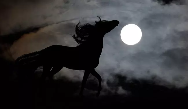 Horse at midnight