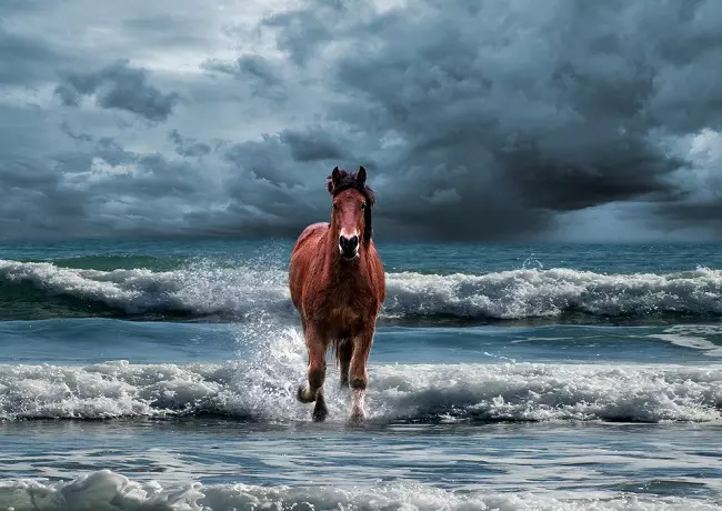 Horse galloping in water in storm