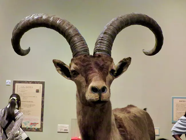 Pyrenean ibex