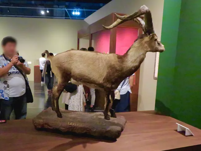 Pyrenean ibex