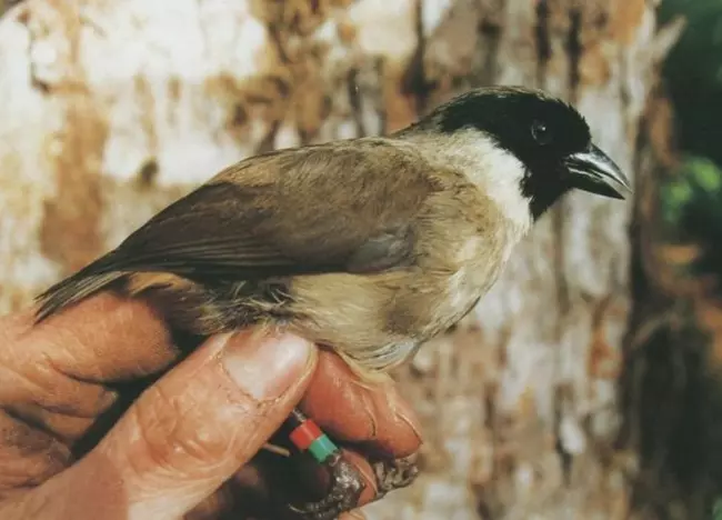 Black-faced honeycreeper