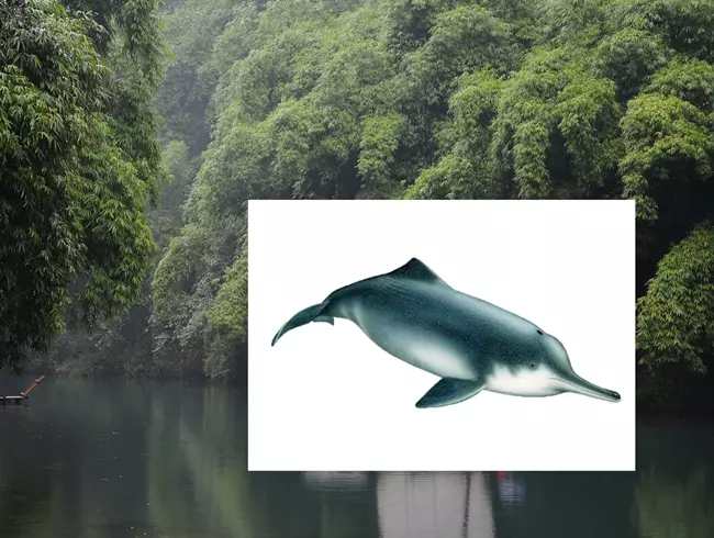 Yangtze river dolphin