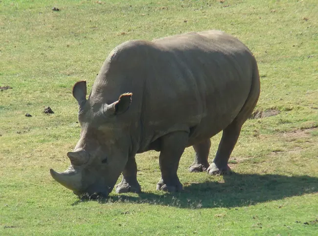 Northern White Rhinoceros