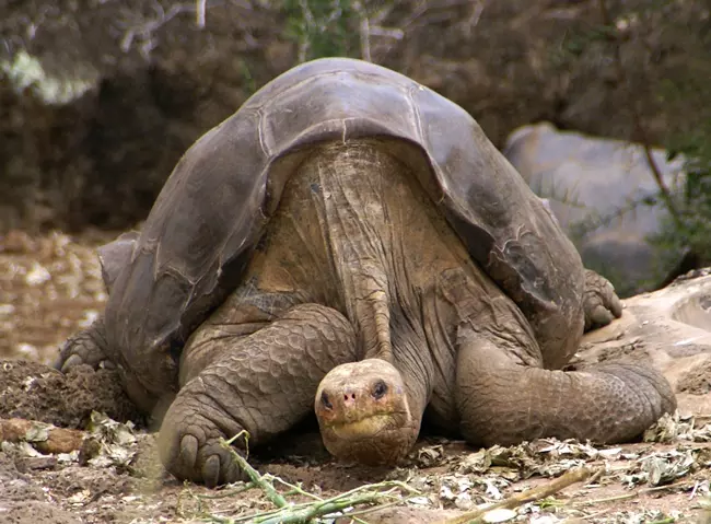 Pinta island tortoise