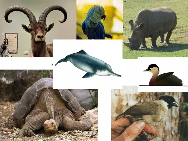 Extinct animals
