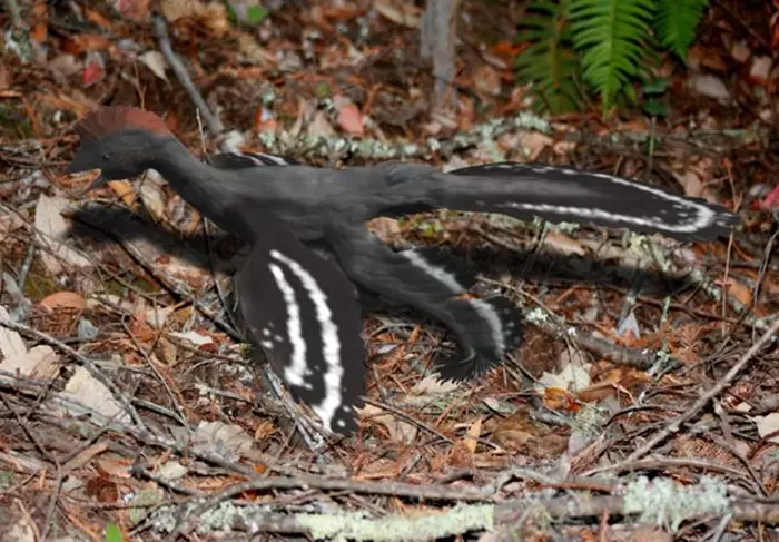 Reconstruction of Anchiornis huxleyi