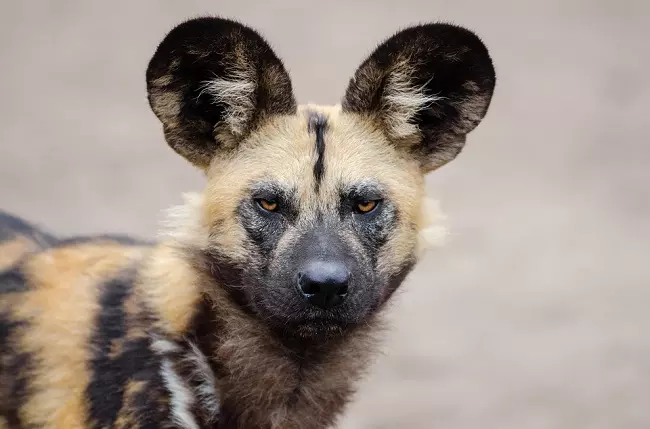 African wild dog