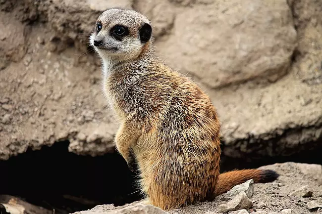 Meerkat