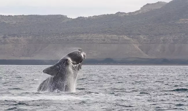 Southern right whale