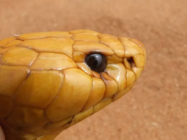 Cape cobra