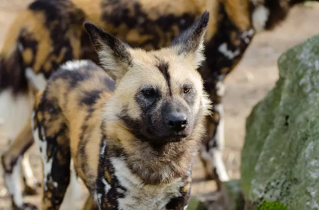 African wild dog