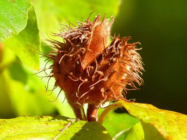 Beech mast
