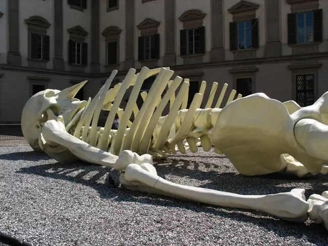 Giant skeleton