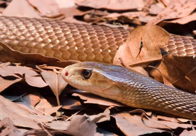 Inland taipan - Oxyuranus microlepidotus