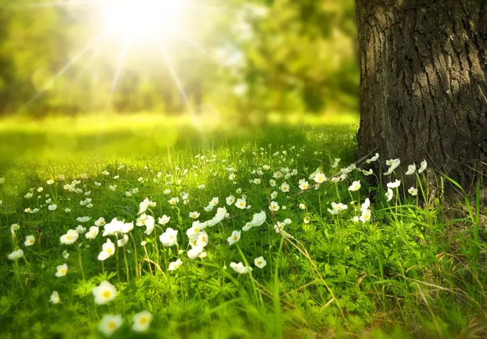 Nature photo about white flowers and the Sun