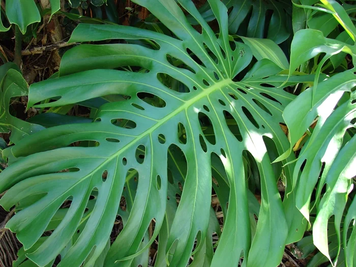 Swiss cheese plant leaf - Monstera deliciosa