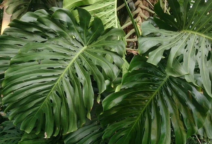 A big Swiss cheese plant - Monstera deliciosa