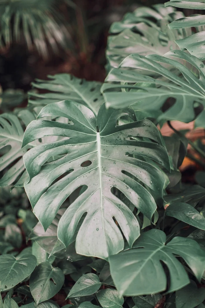 Swiss cheese plant - Monstera deliciosa