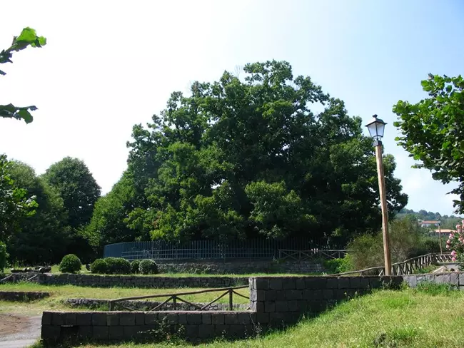 Hundred Horse Chestnut