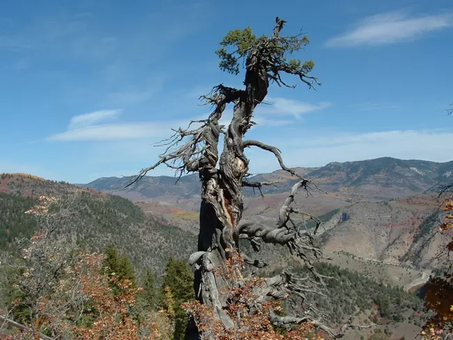 Jardine Juniper