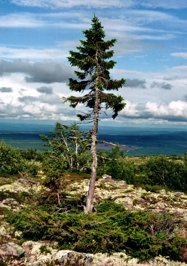 The Old Tjikko