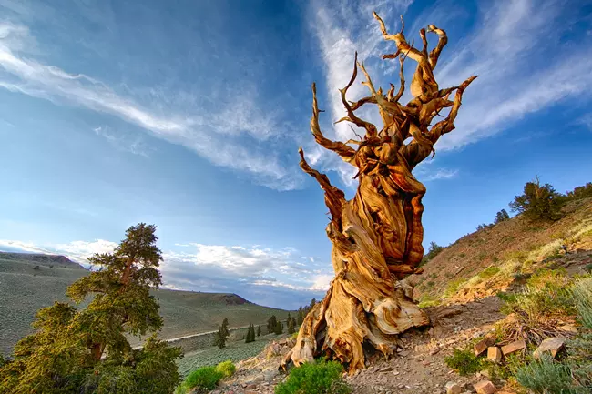 Methuselah tree