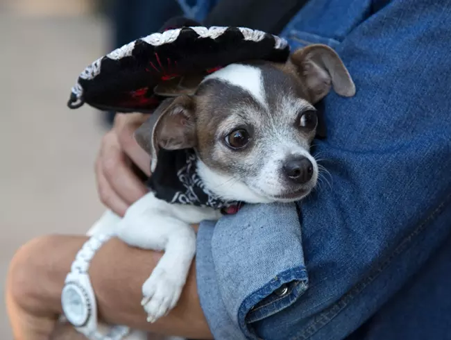 Dog in costume