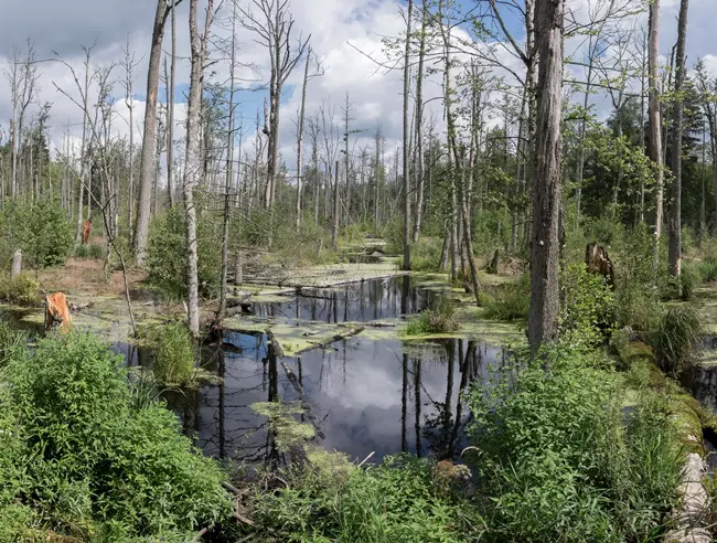 Biaowiea Forest