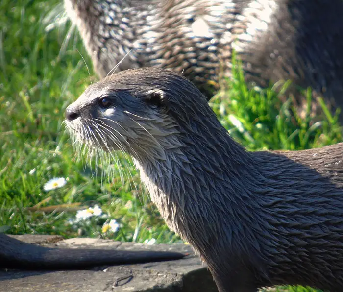 Baby otter