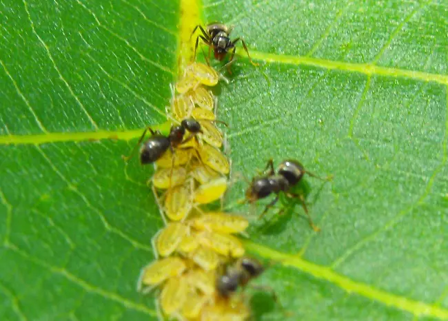 Ants herding aphids