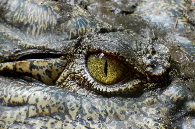 Crocodile