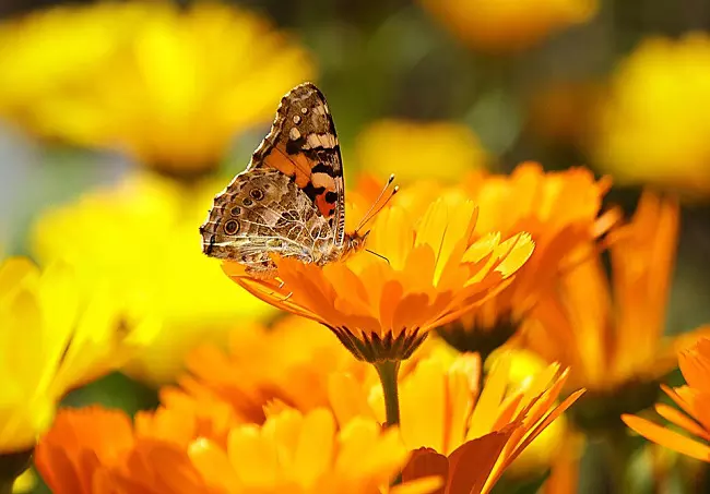 Butterfly on common marigold